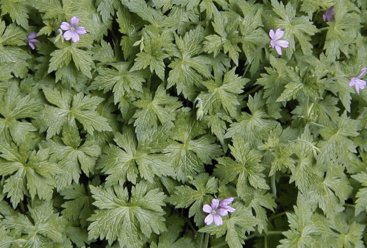 Kakost Endressův - Geranium endressii