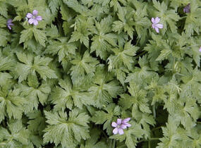Kakost Endressův - Geranium endressii