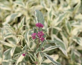 Sadec 'Capri'