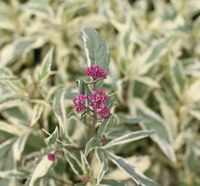 Sadec 'Capri' - Eupatorium fortunei 'Capri'