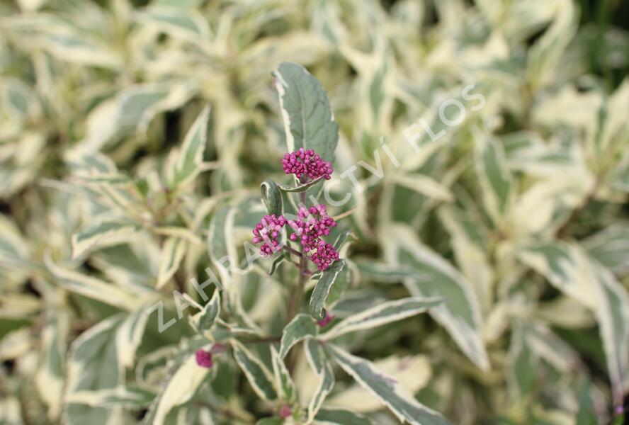 Sadec 'Capri' - Eupatorium fortunei 'Capri'