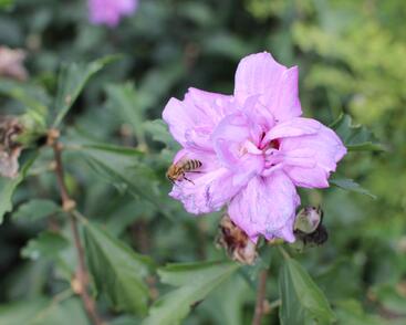 Ibišek syrský 'Ardens'