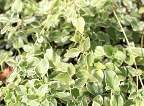 Barvínek menší 'Variegata' - Vinca minor 'Variegata'