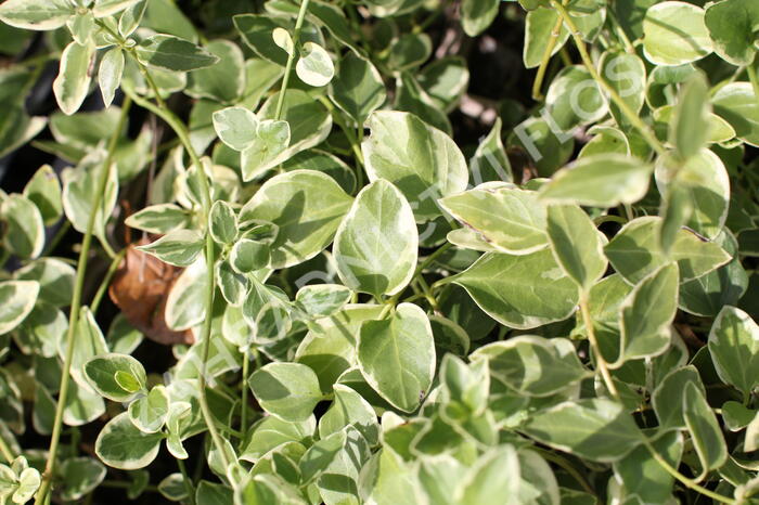 Barvínek menší 'Variegata' - Vinca minor 'Variegata'