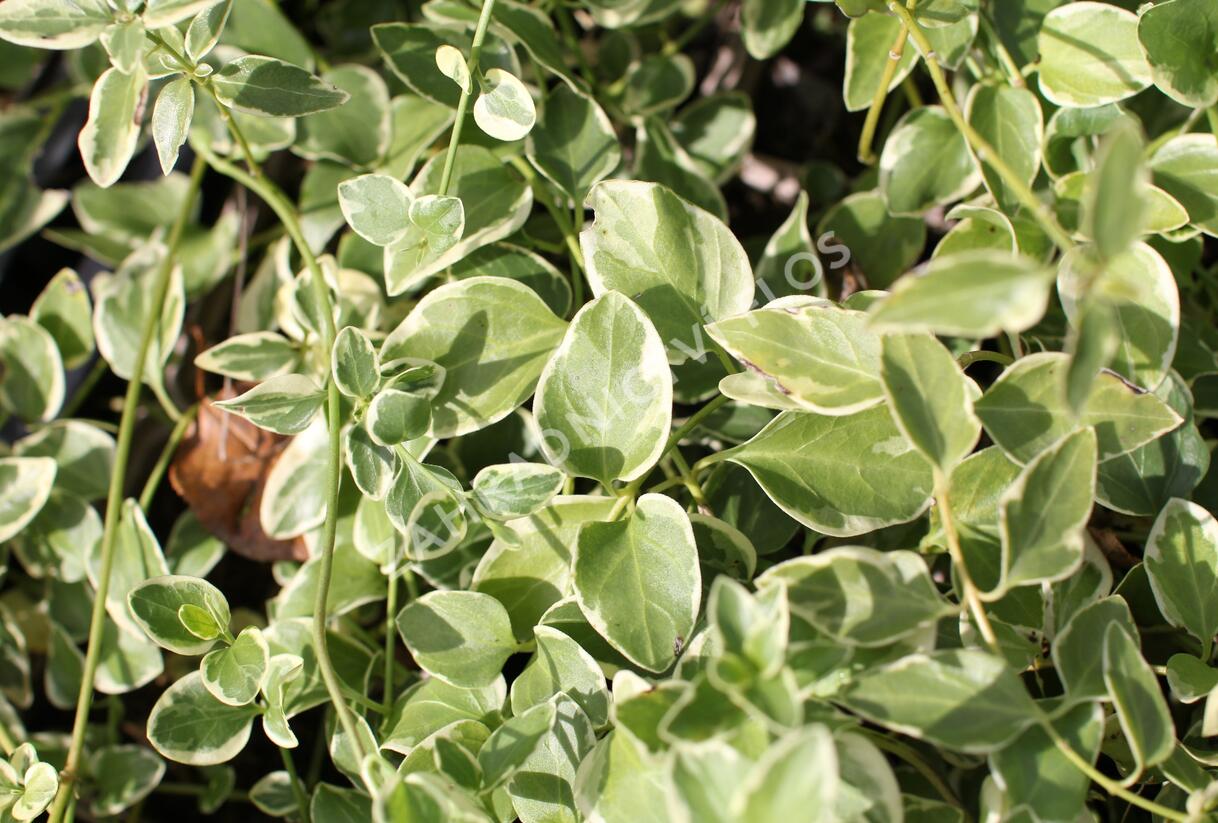 Barvínek menší 'Variegata' - Vinca minor 'Variegata'