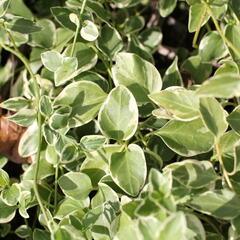 Barvínek menší 'Variegata' - Vinca minor 'Variegata'