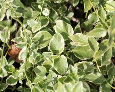 Barvínek menší 'Variegata'