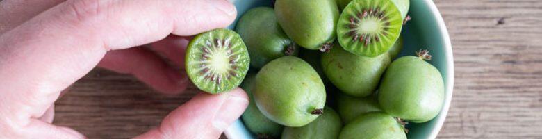 kiwi