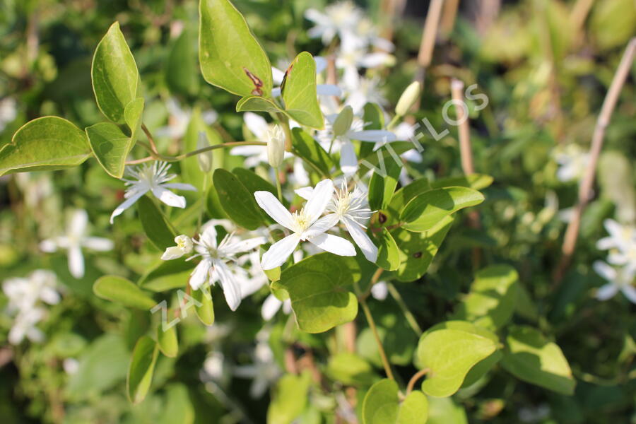 Plamének 'Early Snow' - Clematis terniflora 'Early Snow'