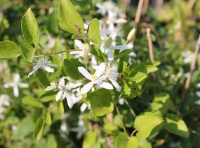 Plamének 'Early Snow' - Clematis terniflora 'Early Snow'