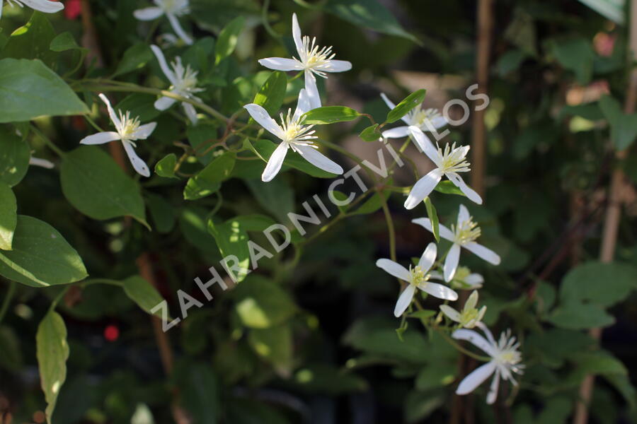 Plamének 'Early Snow' - Clematis terniflora 'Early Snow'