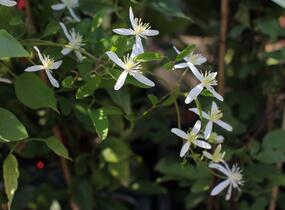 Plamének 'Early Snow' - Clematis terniflora 'Early Snow'