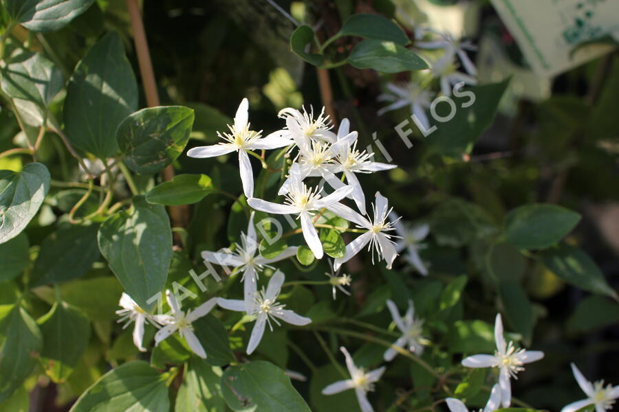 Plamének 'Early Snow' - Clematis terniflora 'Early Snow'