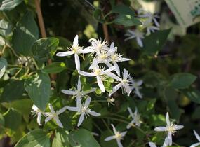 Plamének 'Early Snow' - Clematis terniflora 'Early Snow'