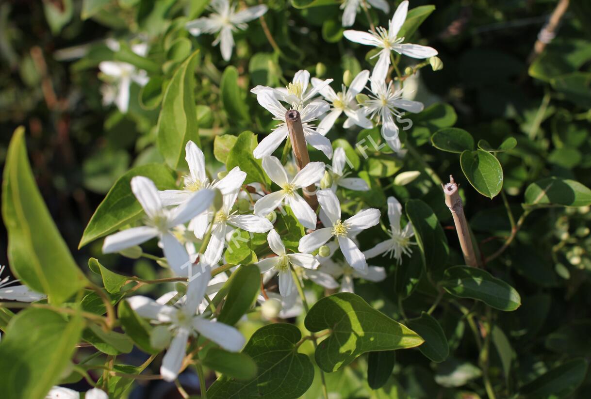 Plamének 'Early Snow' - Clematis terniflora 'Early Snow'