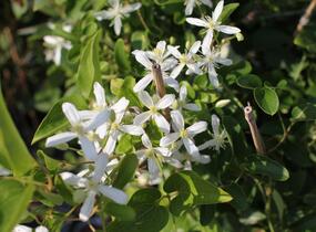 Plamének 'Early Snow' - Clematis terniflora 'Early Snow'