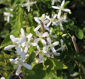 Plamének 'Early Snow' - Clematis terniflora 'Early Snow'