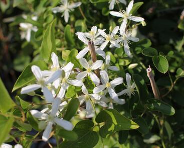 Plamének 'Early Snow'