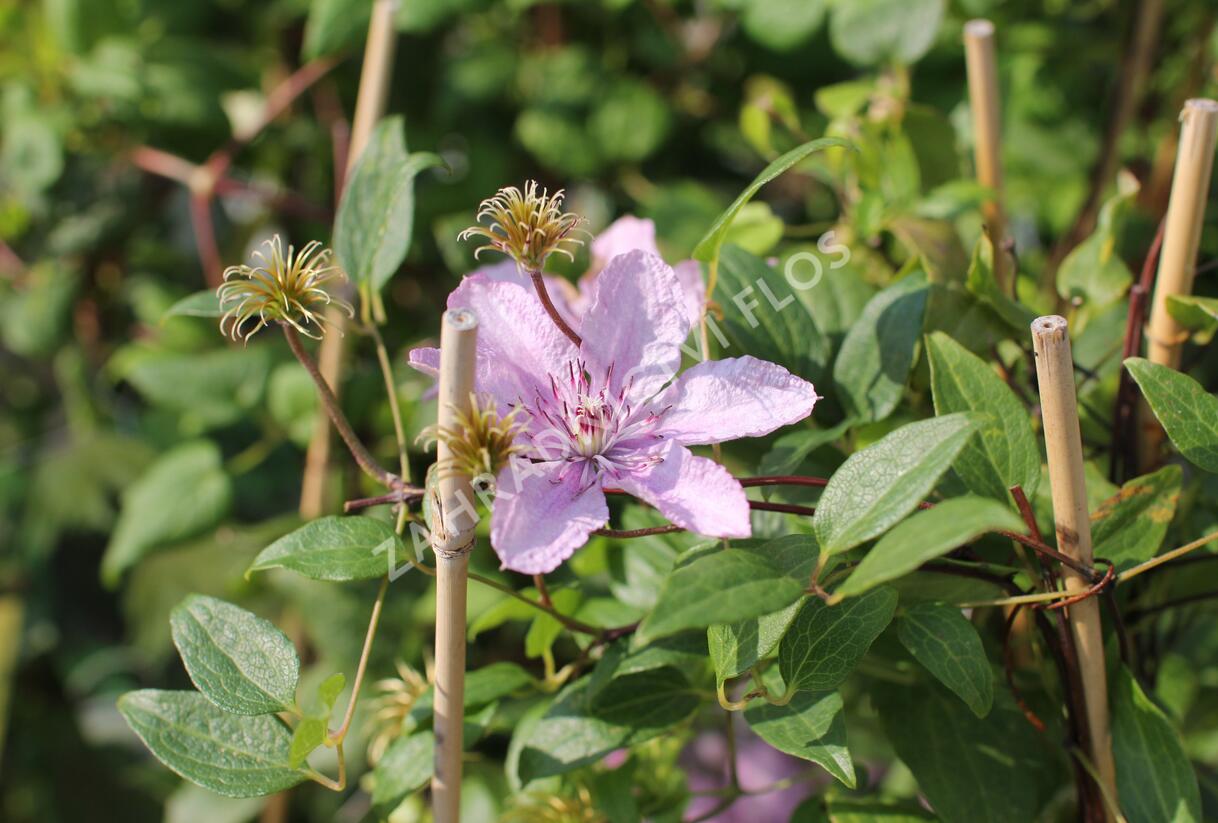 Plamének 'Hagley Hybrid' - Clematis 'Hagley Hybrid'
