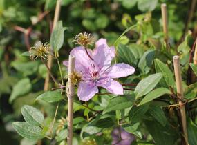 Plamének 'Hagley Hybrid' - Clematis 'Hagley Hybrid'