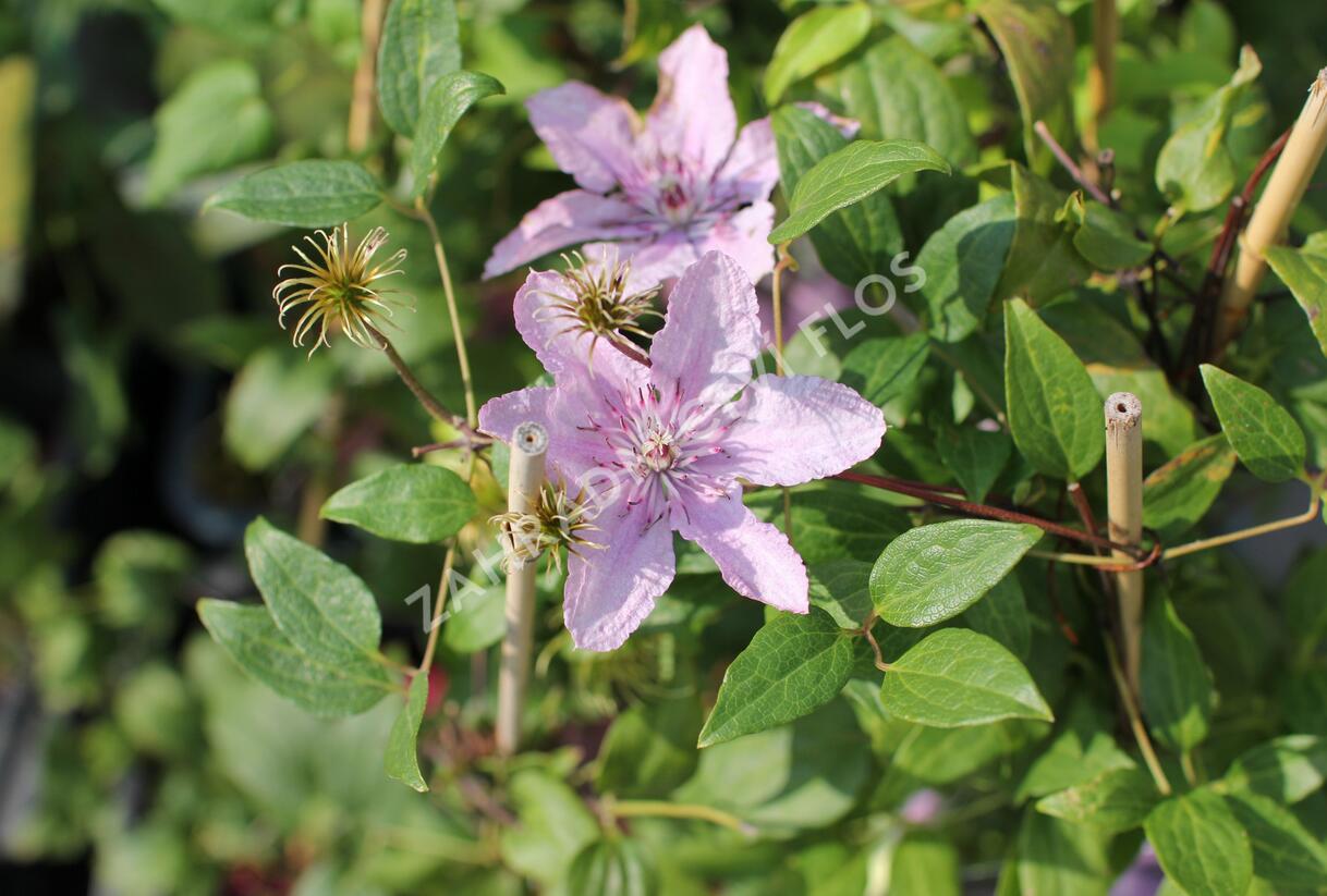 Plamének 'Hagley Hybrid' - Clematis 'Hagley Hybrid'