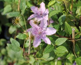 Plamének 'Hagley Hybrid'