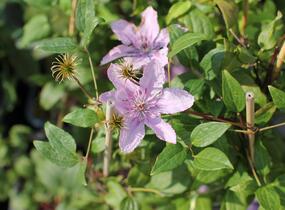 Plamének 'Hagley Hybrid' - Clematis 'Hagley Hybrid'