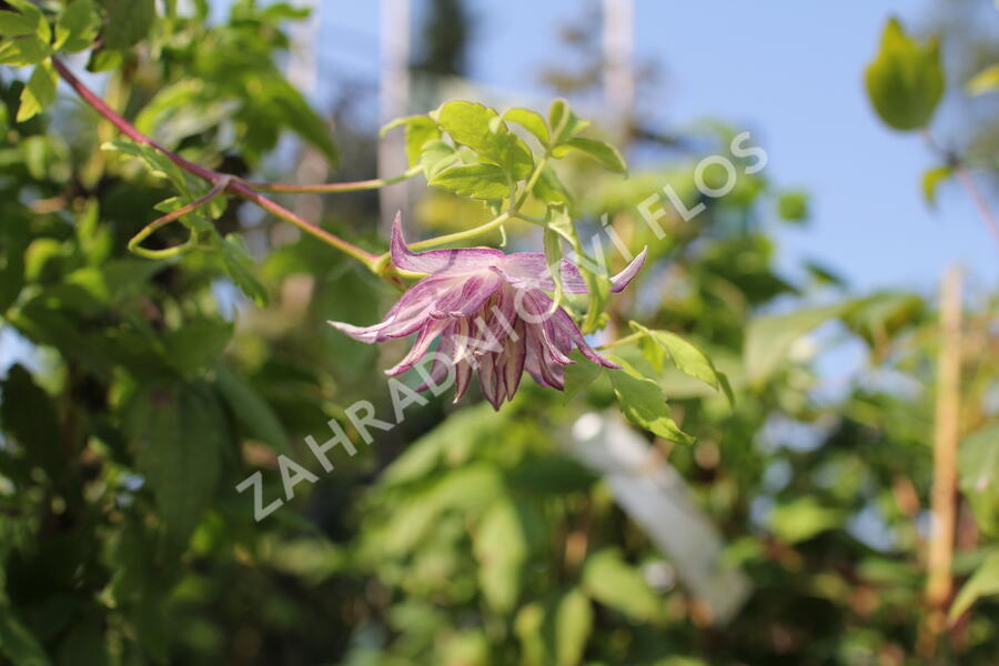 Plamének 'Pink Swing' - Clematis 'Pink Swing'