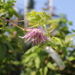 Plamének 'Pink Swing' - Clematis 'Pink Swing'