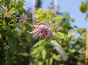 Plamének 'Pink Swing' - Clematis 'Pink Swing'