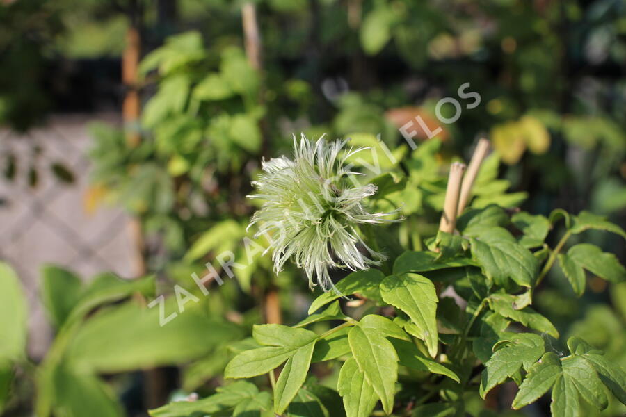 Plamének 'Pink Swing' - Clematis 'Pink Swing'