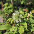 Plamének 'Pink Swing' - Clematis 'Pink Swing'
