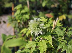Plamének 'Pink Swing' - Clematis 'Pink Swing'