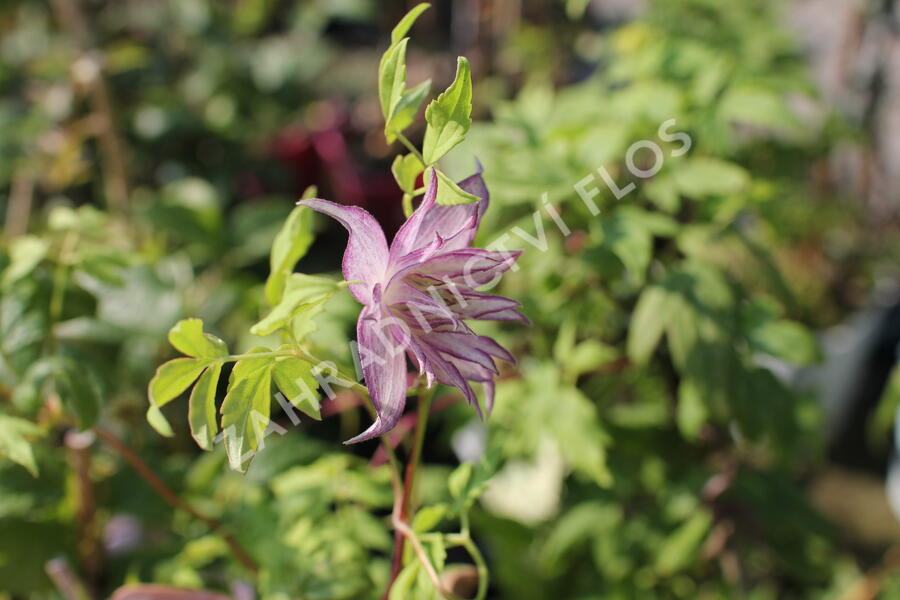Plamének 'Pink Swing' - Clematis 'Pink Swing'