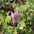 Plamének 'Pink Swing' - Clematis 'Pink Swing'