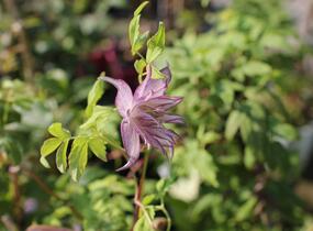 Plamének 'Pink Swing' - Clematis 'Pink Swing'