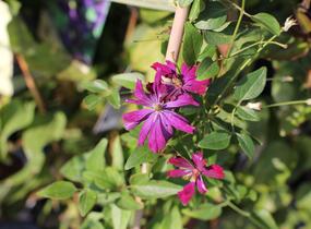 Plamének 'Sweet Summer Love' - Clematis flammula 'Sweet Summer Love'