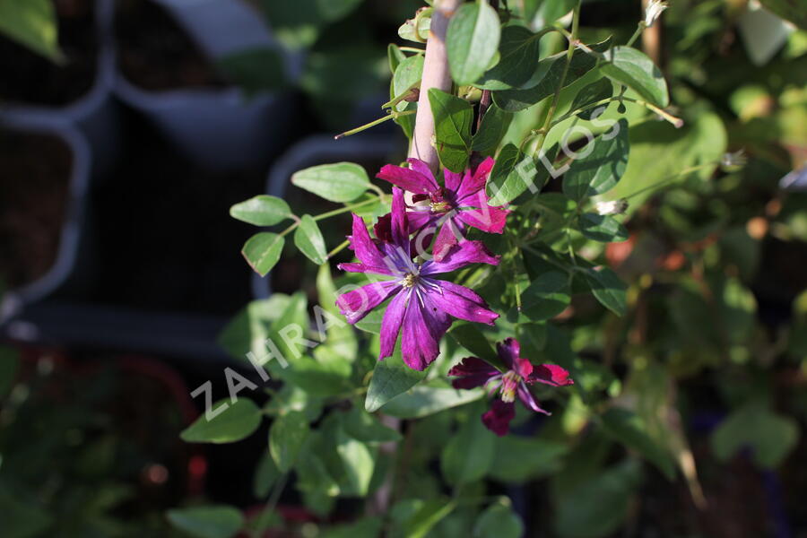 Plamének 'Sweet Summer Love' - Clematis flammula 'Sweet Summer Love'