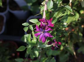 Plamének 'Sweet Summer Love' - Clematis flammula 'Sweet Summer Love'