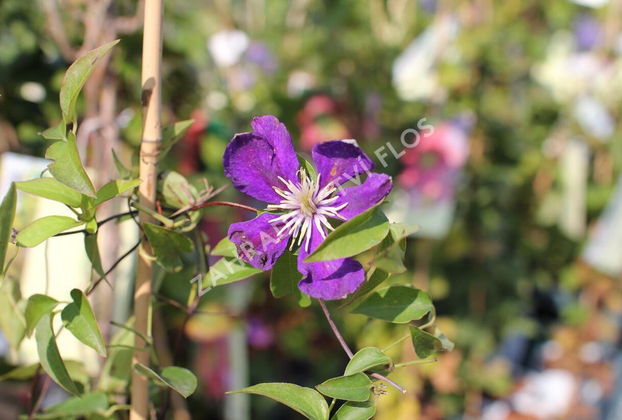 Plamének 'Neonka' - Clematis 'Neonka'
