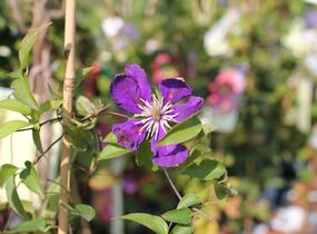 Plamének 'Neonka' - Clematis 'Neonka'