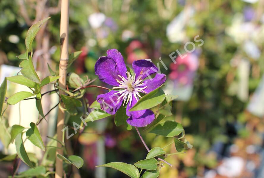 Plamének 'Neonka' - Clematis 'Neonka'