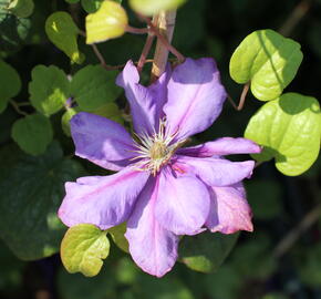 Plamének 'Krolowa Bona' - Clematis 'Krolowa Bona'