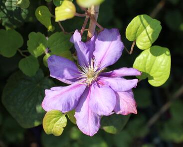 Plamének 'Krolowa Bona'