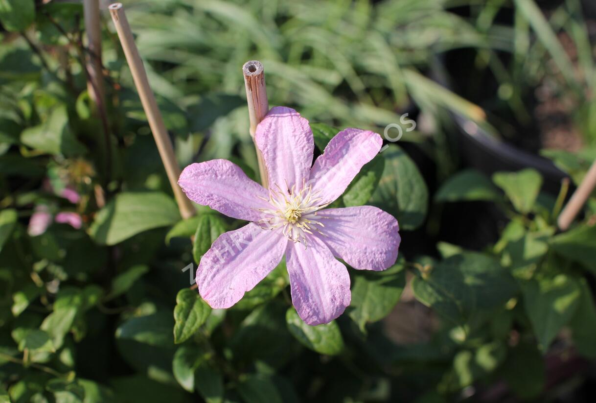 Plamének 'Comtesse de Bouchaud' - Clematis 'Comtesse de Bouchaud'