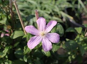 Plamének 'Comtesse de Bouchaud' - Clematis 'Comtesse de Bouchaud'