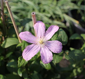 Plamének 'Comtesse de Bouchaud' - Clematis 'Comtesse de Bouchaud'