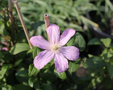 Plamének 'Comtesse de Bouchaud'