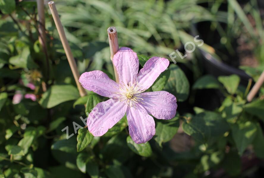 Plamének 'Comtesse de Bouchaud' - Clematis 'Comtesse de Bouchaud'