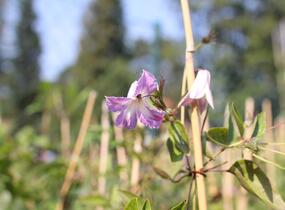 Plamének 'Fairy Slippers' - Clematis 'Fairy Slippers'